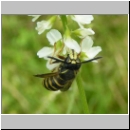 Dolichovespula saxonica -Saechsische Wespe 01.jpg